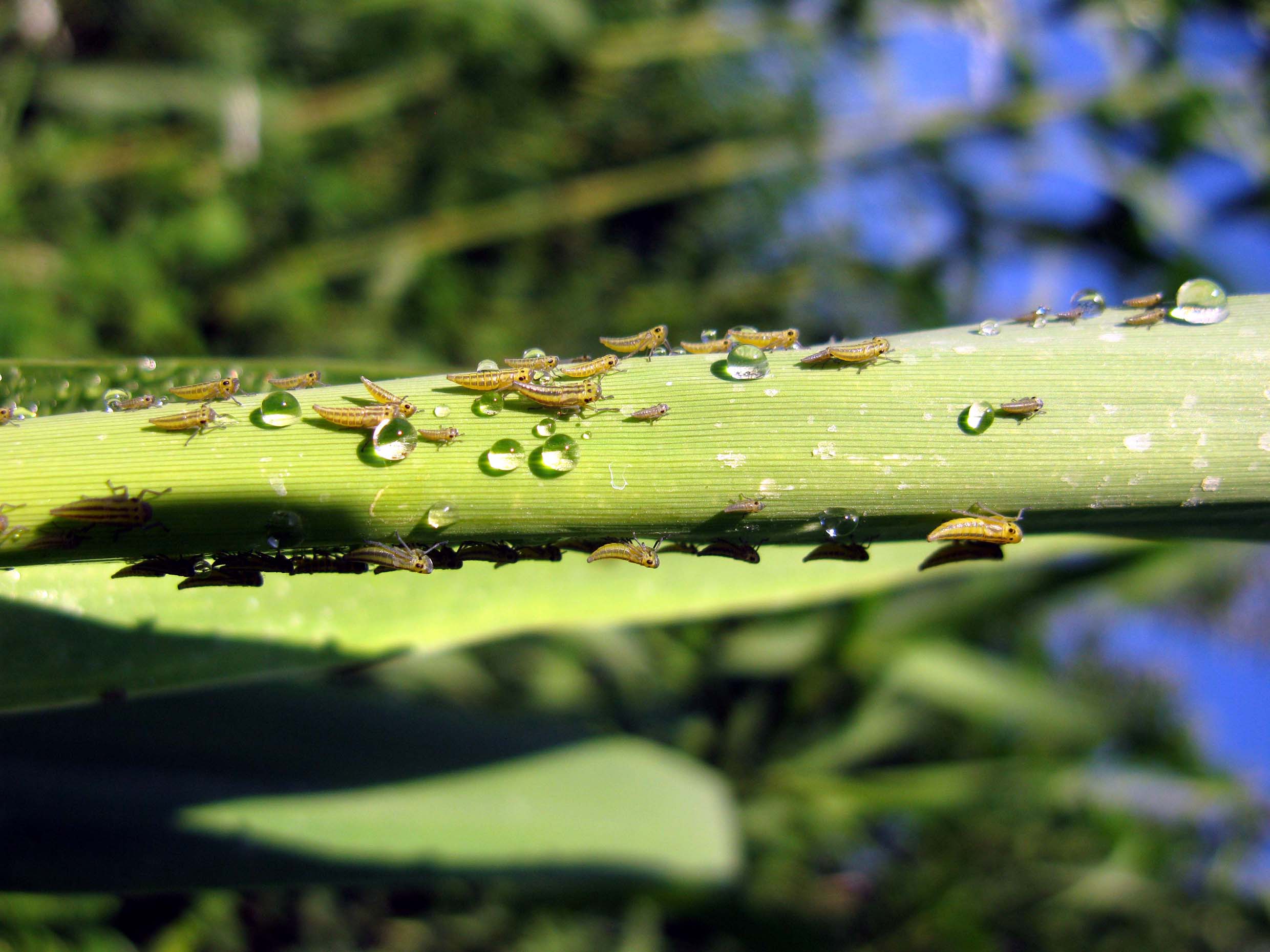 Cicadella viridis ninfe